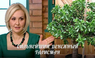 derevo.jpg
