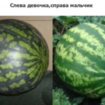 Как сохранить арбуз до нового года